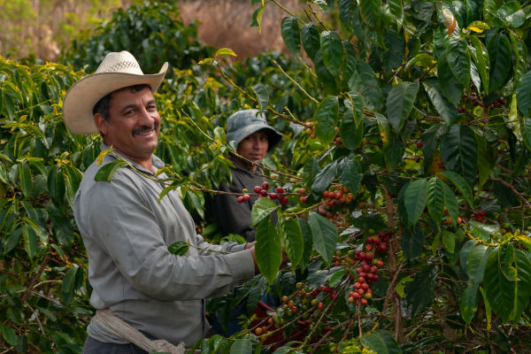 Contadini in una piantagione di caffè nella regione di Eje Cafetero, Colombia