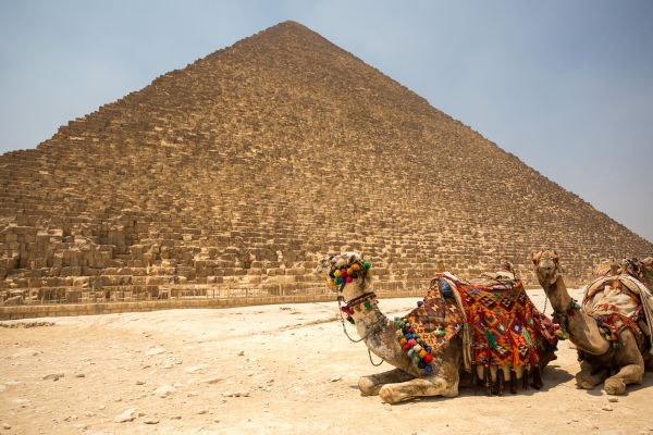 Cammelli davanti alla grande piramide a Giza, Egitto